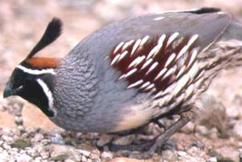 Critter Tails of the Desert